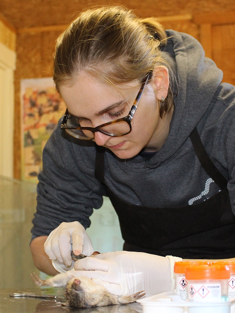 Liv Tack, veterinary student, performing a necropsy on an eastern barred bandicoot at Trowunna Wildlife Park, Tasmania.