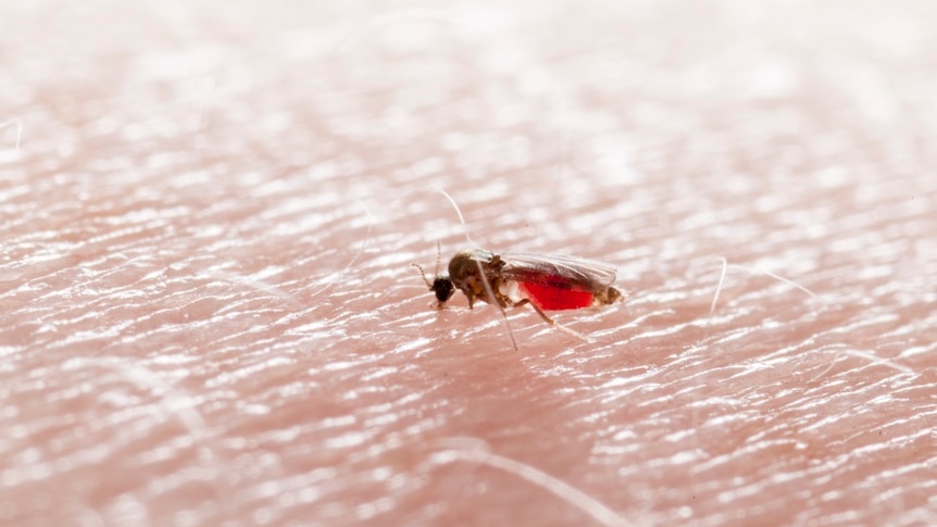 close up of biting midge on a person's skin with the stomach filled with blood