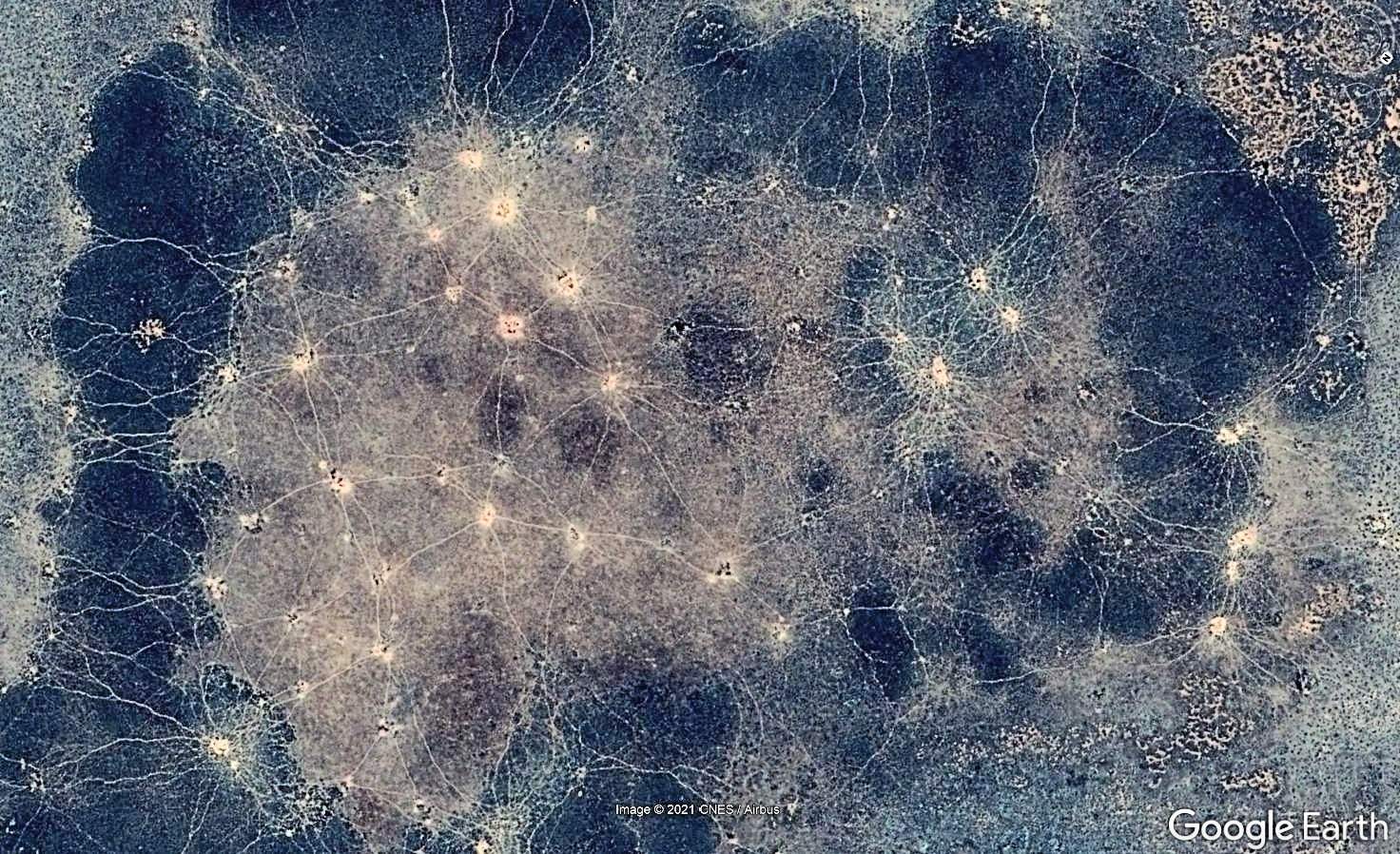 Warrens are lit up like white dots and white trails link them.