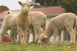 Australian Sheep Meat Council is confident about future of the lamb meat industry.