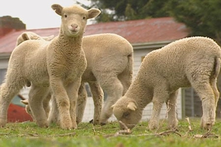 Tasmanian lamb triplets