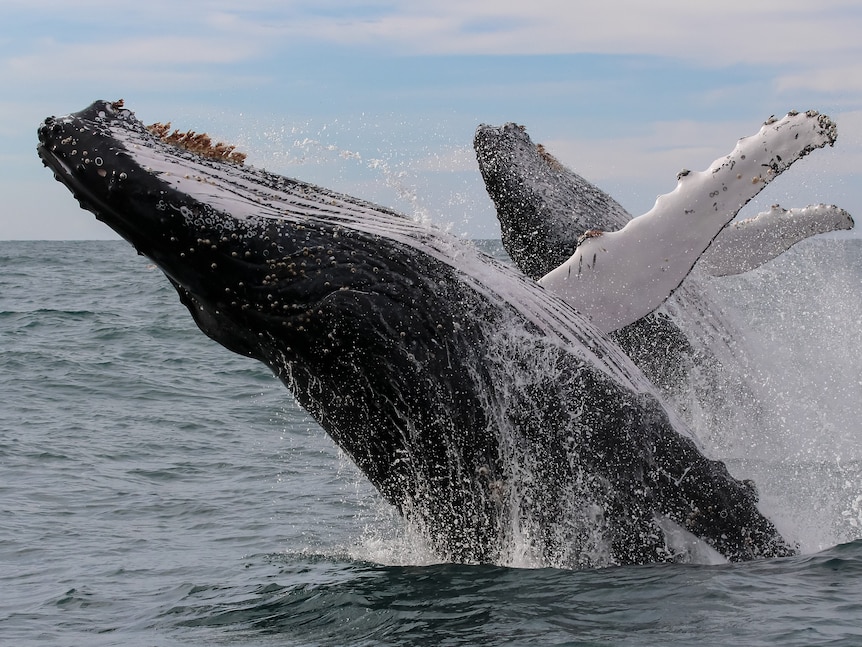 Deux baleines à bosse de couleur bleue sortent ensemble de l'océan