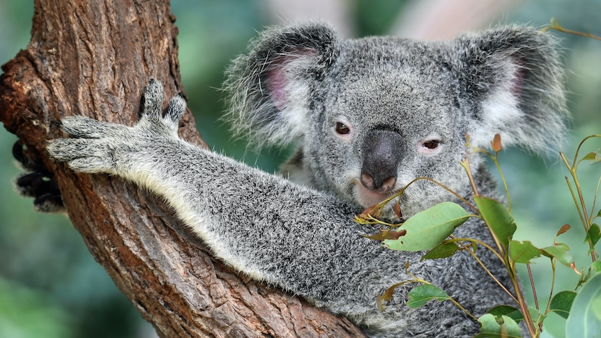 A close up of a grey, fluffy koala in a tree, looking right at the camera.