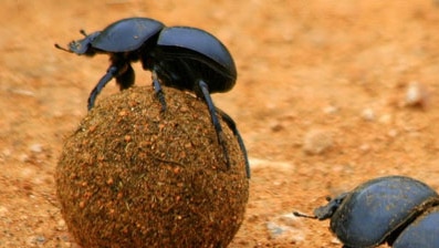 a dung beetle on top of a ball of dung