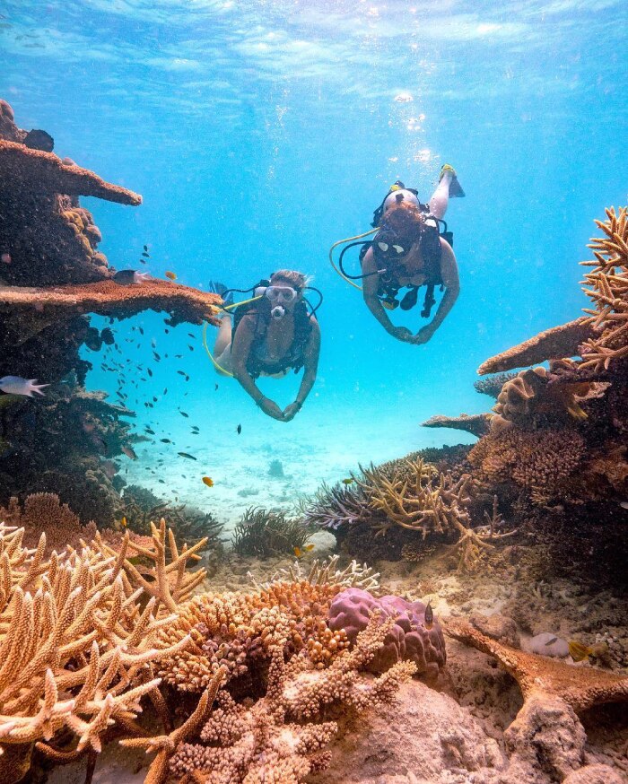 Two scuba divers swim among coral in Orpheus Island.