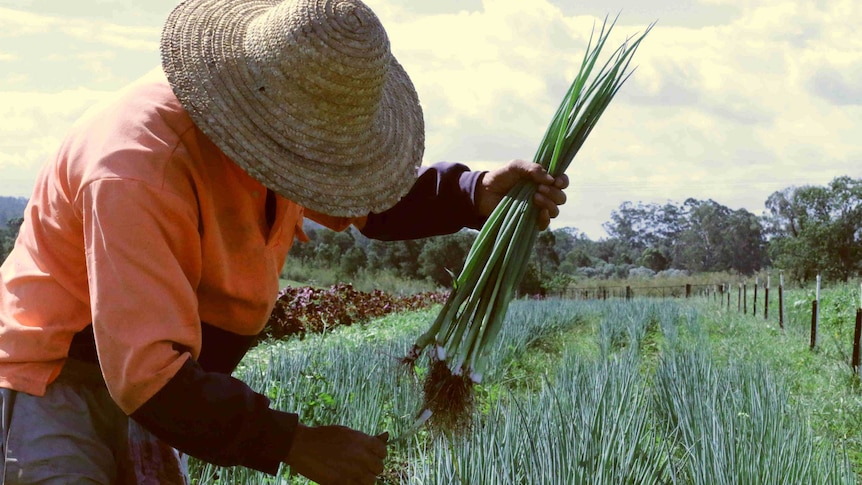 A worker bent over the in the field.