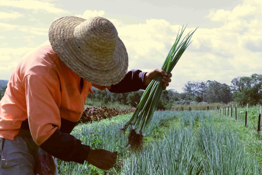 A worker bent over the in the field.