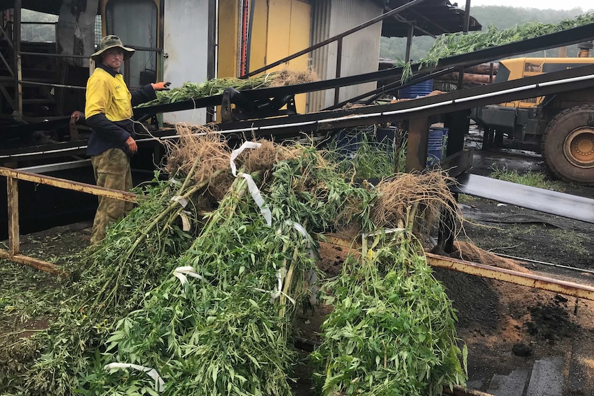 A worker puts cannabis plants on a conveyor to be burnt