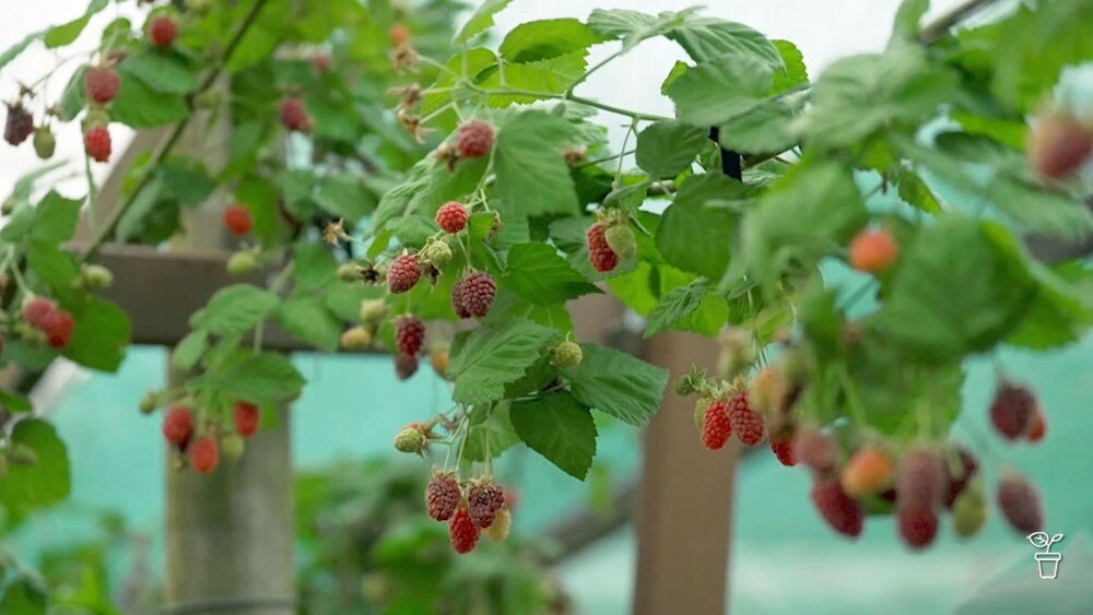 Raspberries growing over a trellis pergola.