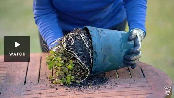 A plant being removed from a pot on a table in a garden. Has Video.