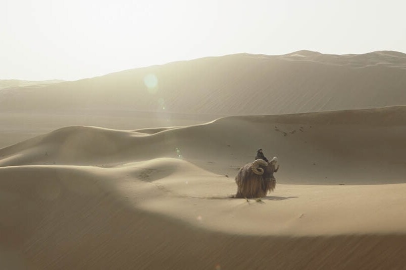 A mammoth walking across a large sand dune