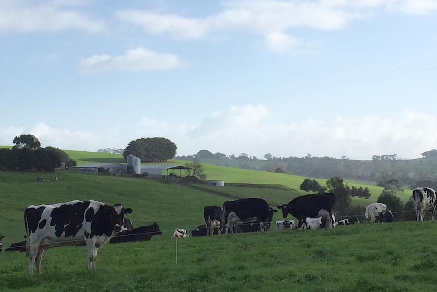 Cows on in a paddock on a South Gippsland dairy farm.