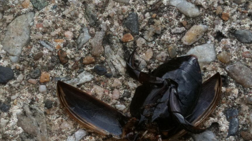 Population boom: a diving beetle carcass on a Brisbane footpath