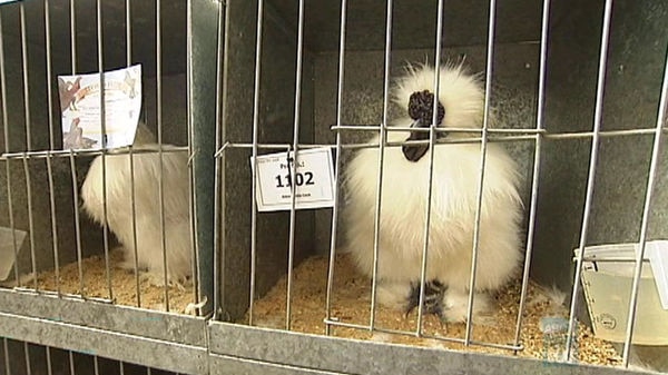 A prized chicken at a Poultry Show.