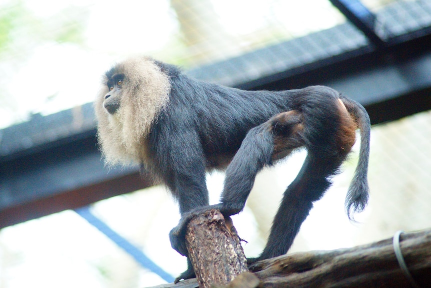 Lion-tailed macaue Dana standing on a branch.