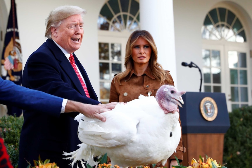 Donald Trump puts his hand on a white turkey as Melania Trump looks on in the White House Rose Garden