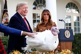 Donald Trump puts his hand on a white turkey as Melania Trump looks on in the White House Rose Garden
