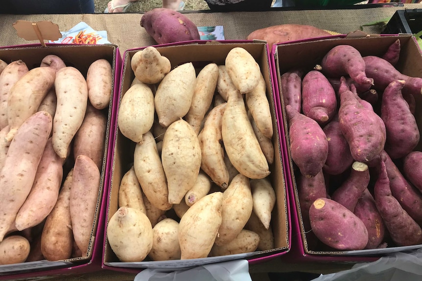 Three boxes of differently coloured sweet potatoes: pale pink, white and purple.