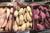 Three boxes of differently coloured sweet potatoes: pale pink, white and purple.