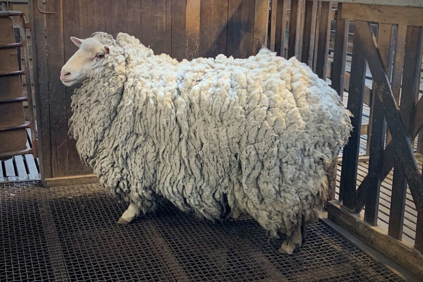 A sheep with thick wool.