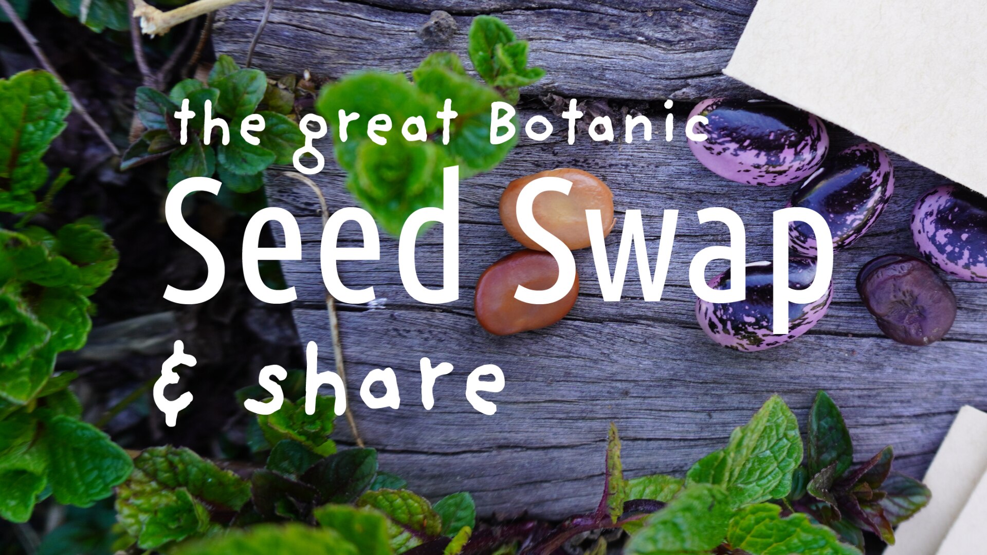 Seeds on a table 'the great Botanic Seed Swap & share'