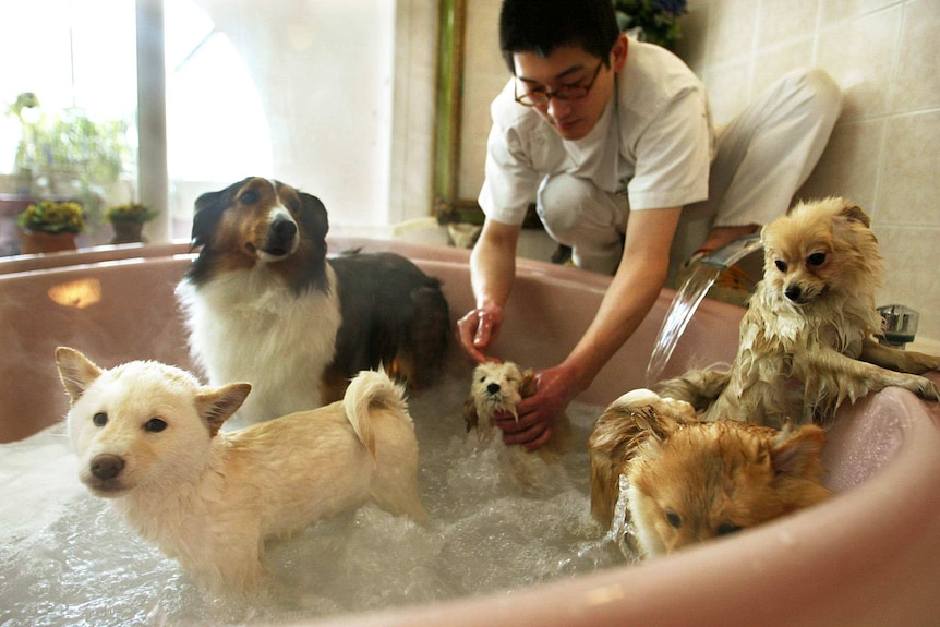 Puppies enjoy a jacuzzi bath at a pet hotel in Tokyo
