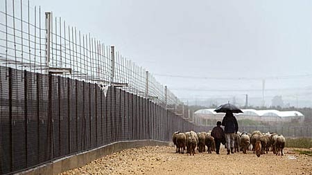 Palestinian shepherds walk their sheep next to the Israeli security fence.