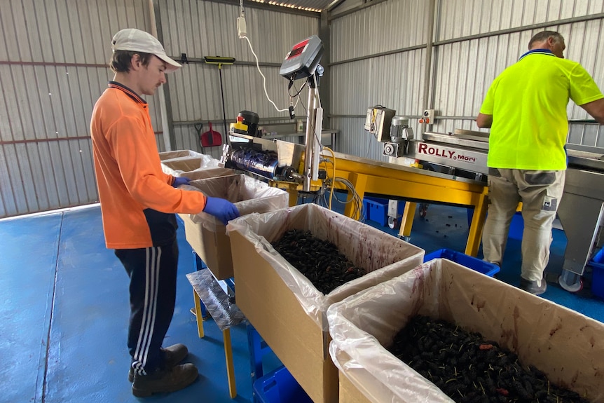 A young man in an orange shirt on a packing line with boxes of mulberries.