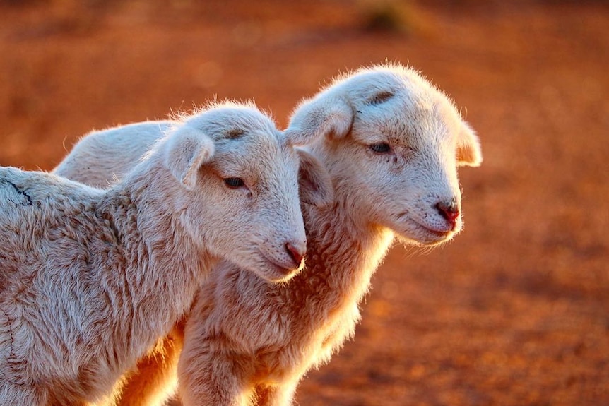 Two lambs huddle together on red dirt.