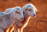Two lambs huddle together on red dirt.