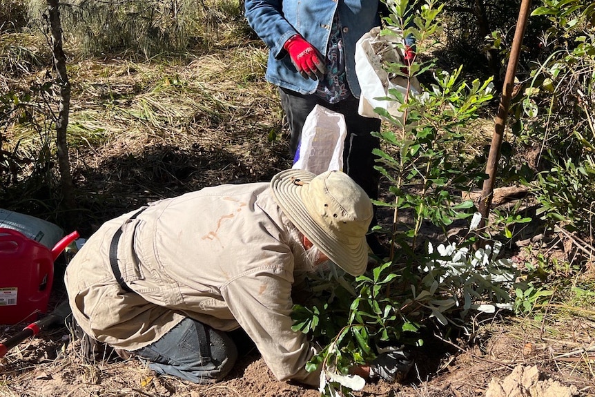 Dunecare volunteers Lindy Davis and Desness McCosker planting a memorial banksia. 