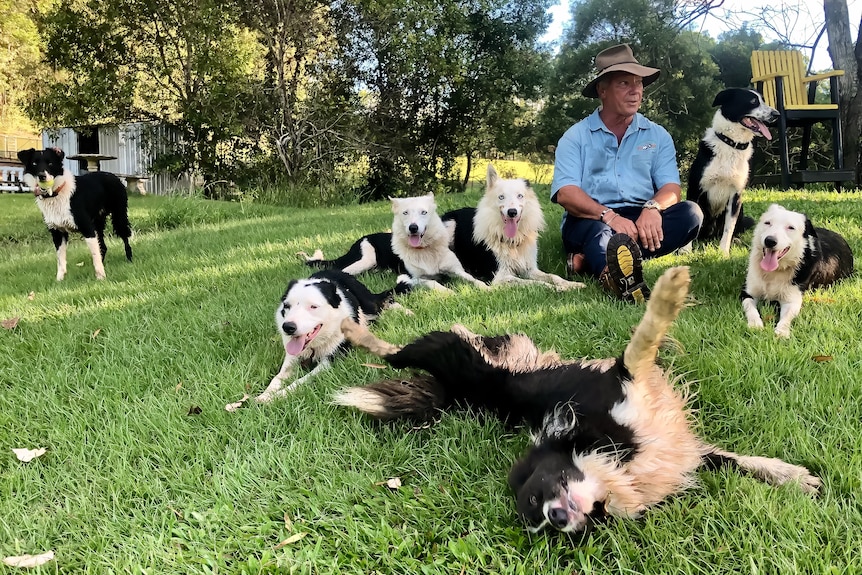Man sitting on grass surrounded by seven black and white border collies.