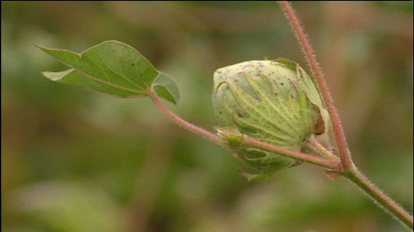 cotton plant bud (file photo)