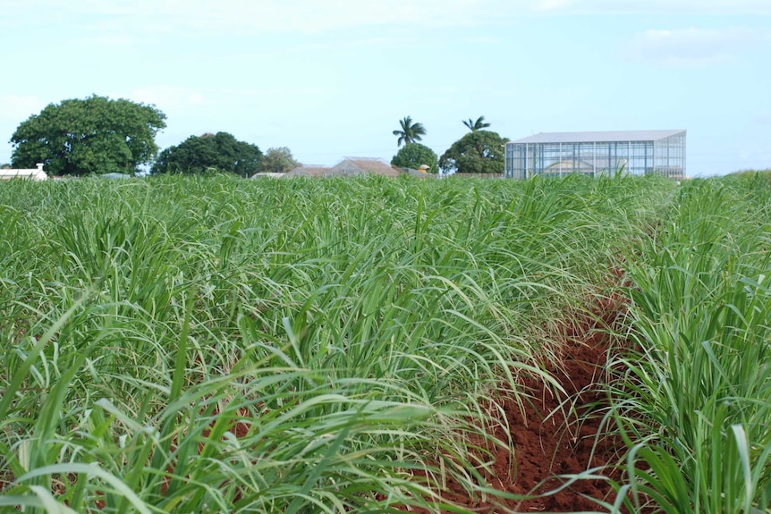 Sugar cane in the foreground with a glass house in the background