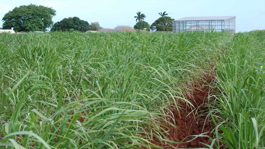 Sugar cane in the foreground with a glass house in the background