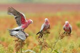 A quartet of galahs tenuously perched on stalks of sorghum.