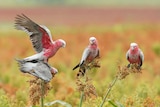 A quartet of galahs tenuously perched on stalks of sorghum.