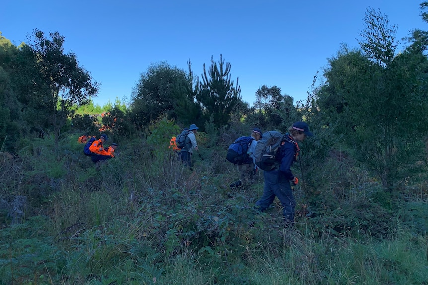 Emergency workers search through bushland