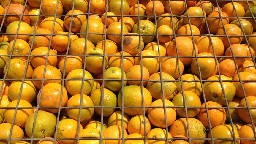Picked citrus is loaded onto a truck