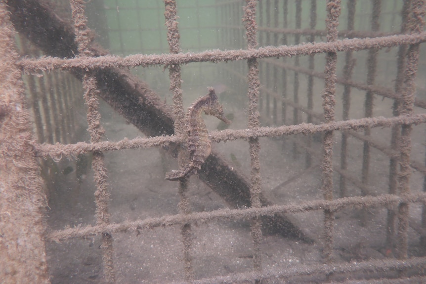 A seahorse floating next to a cage underwater