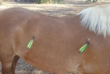 Pearly the Pony who lived at the Fannie Bay Equestrian Club in Darwin was shot by two arrows