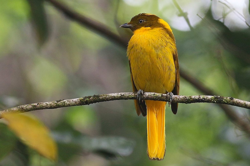 A bright yellow golden bowerbird sits on a horizontal branch.