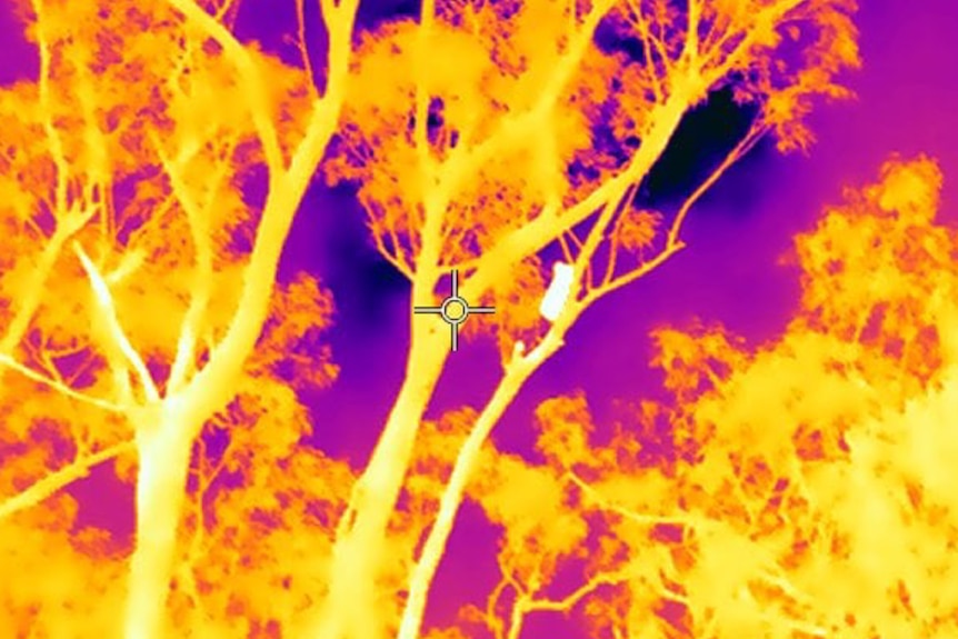 A thermal image of a koala high up in the tree canopy.
