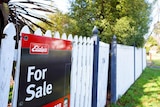 A For Sale sign is pinned to a white picket fence on a leafy suburban street in Mount Gambier.