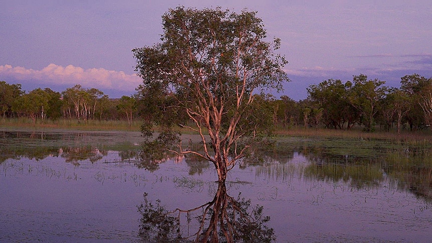 A tree stands in water at dusk.
