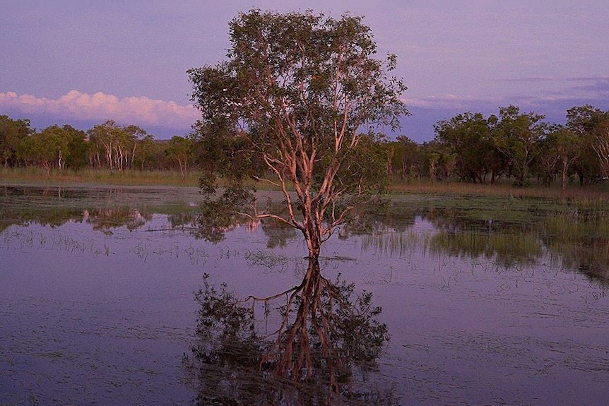 A tree stands in water at dusk.