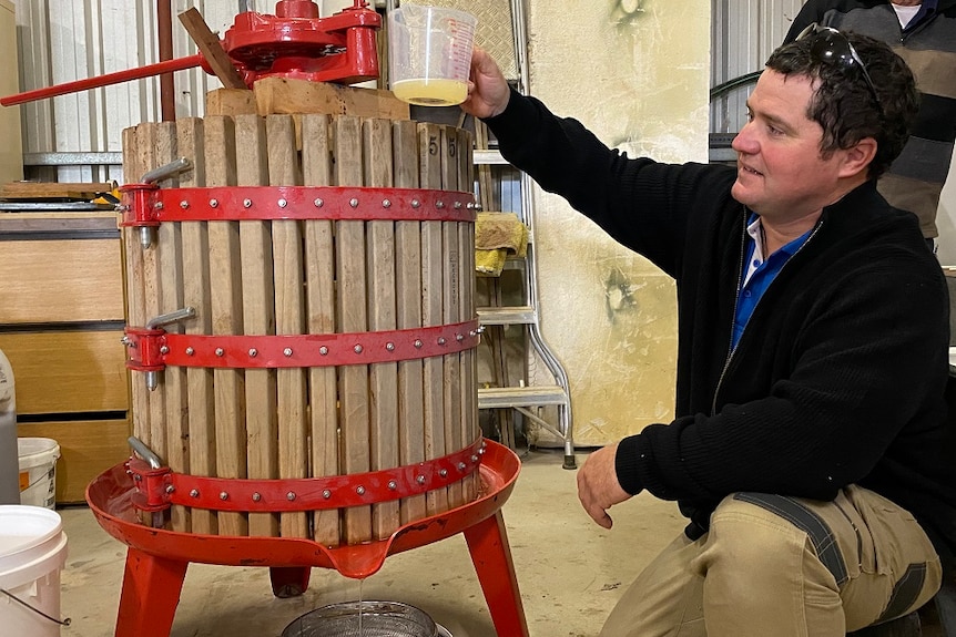 making jujube juice in a basket press.