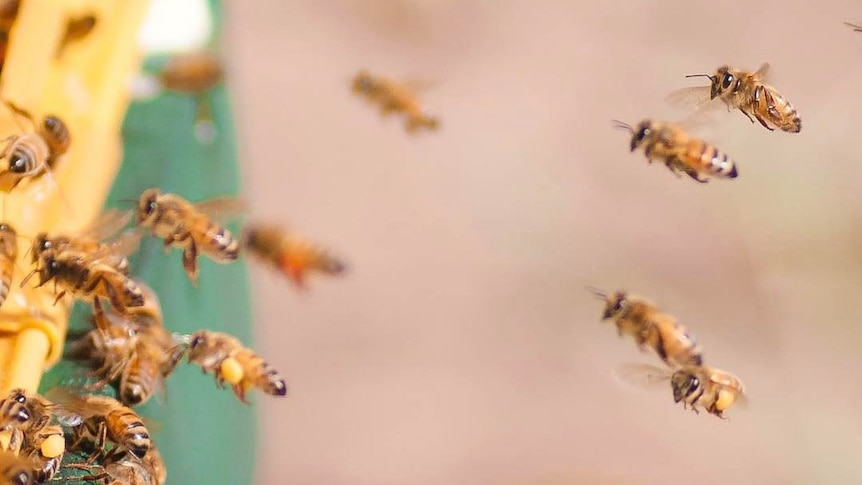 Bees in flight.