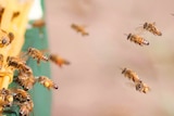 Bees in flight.