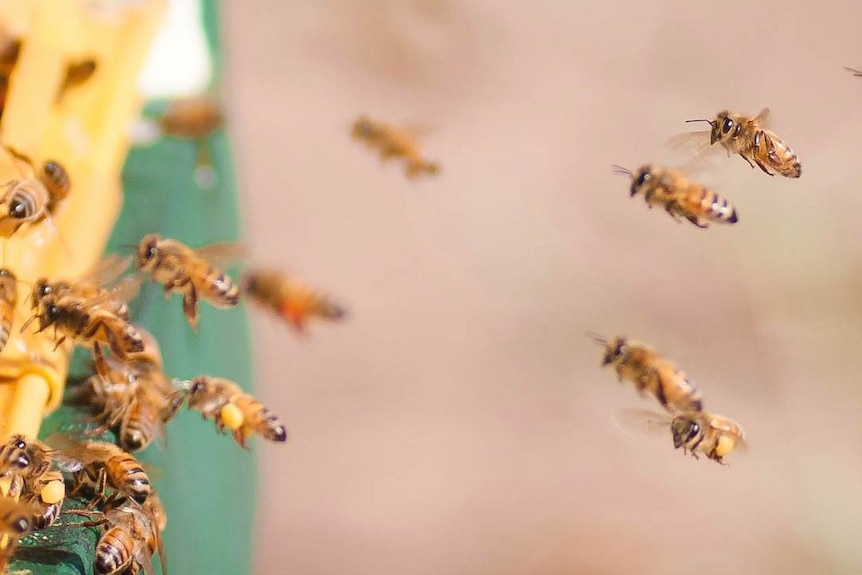 Bees in flight.